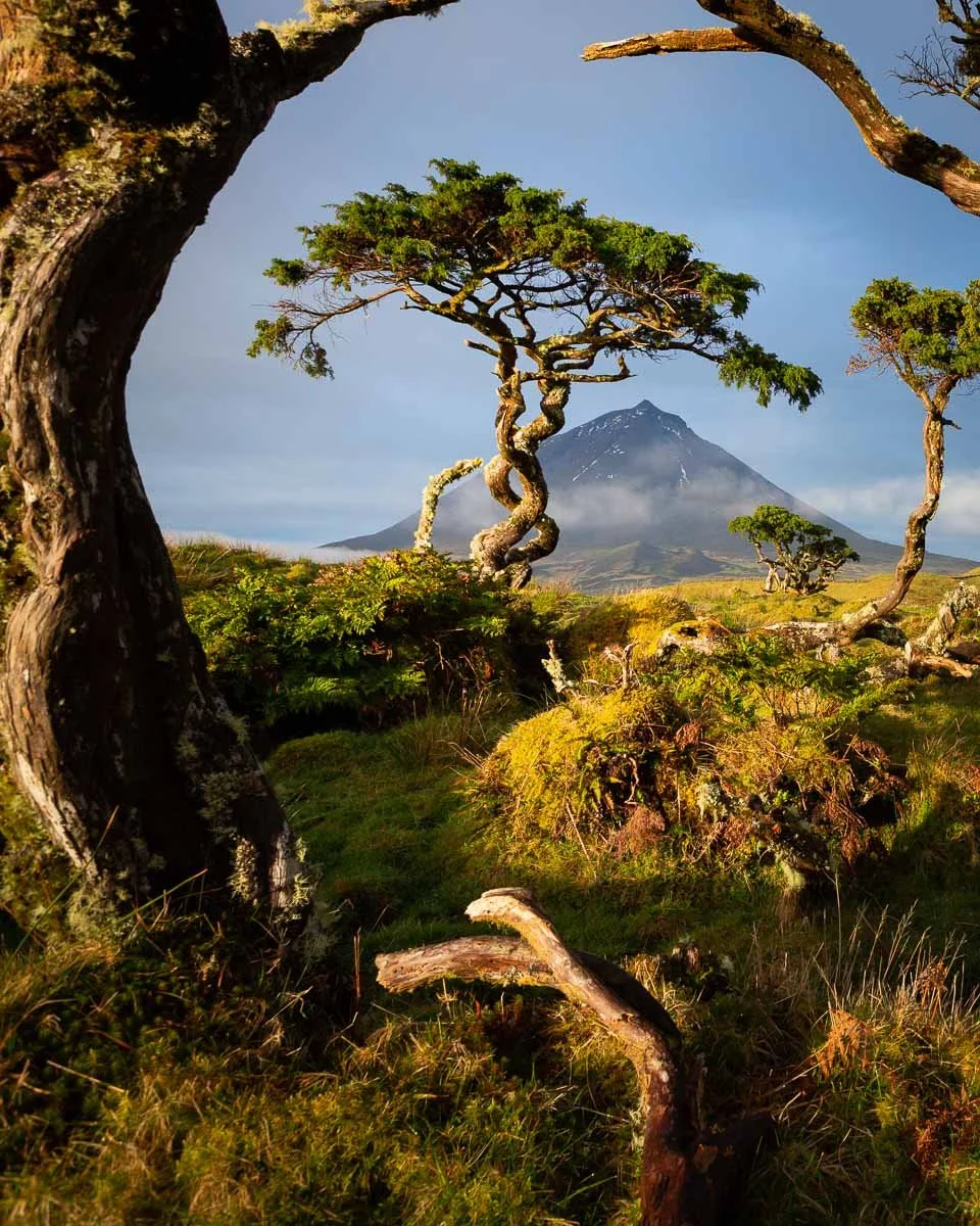 A landscape featuring twisted, gnarled trees in the foreground with a grassy terrain, and a snow-capped mountain in the background under a clear blue sky.