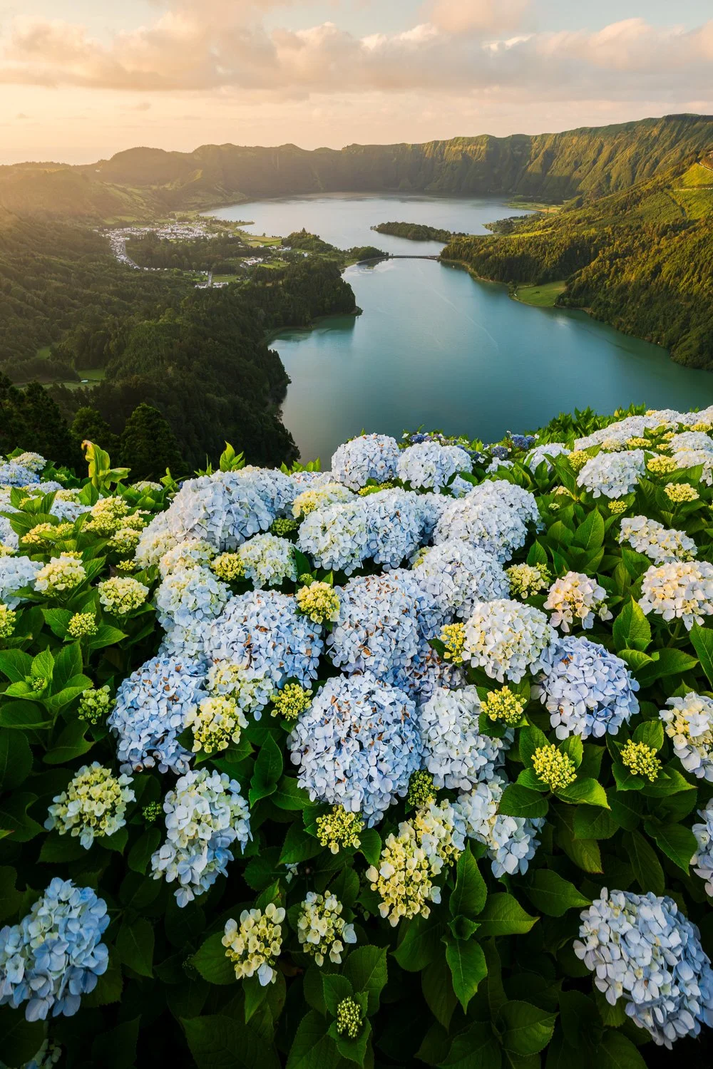 Azores Sete Cidades Hydrangeas Sunset.jpg