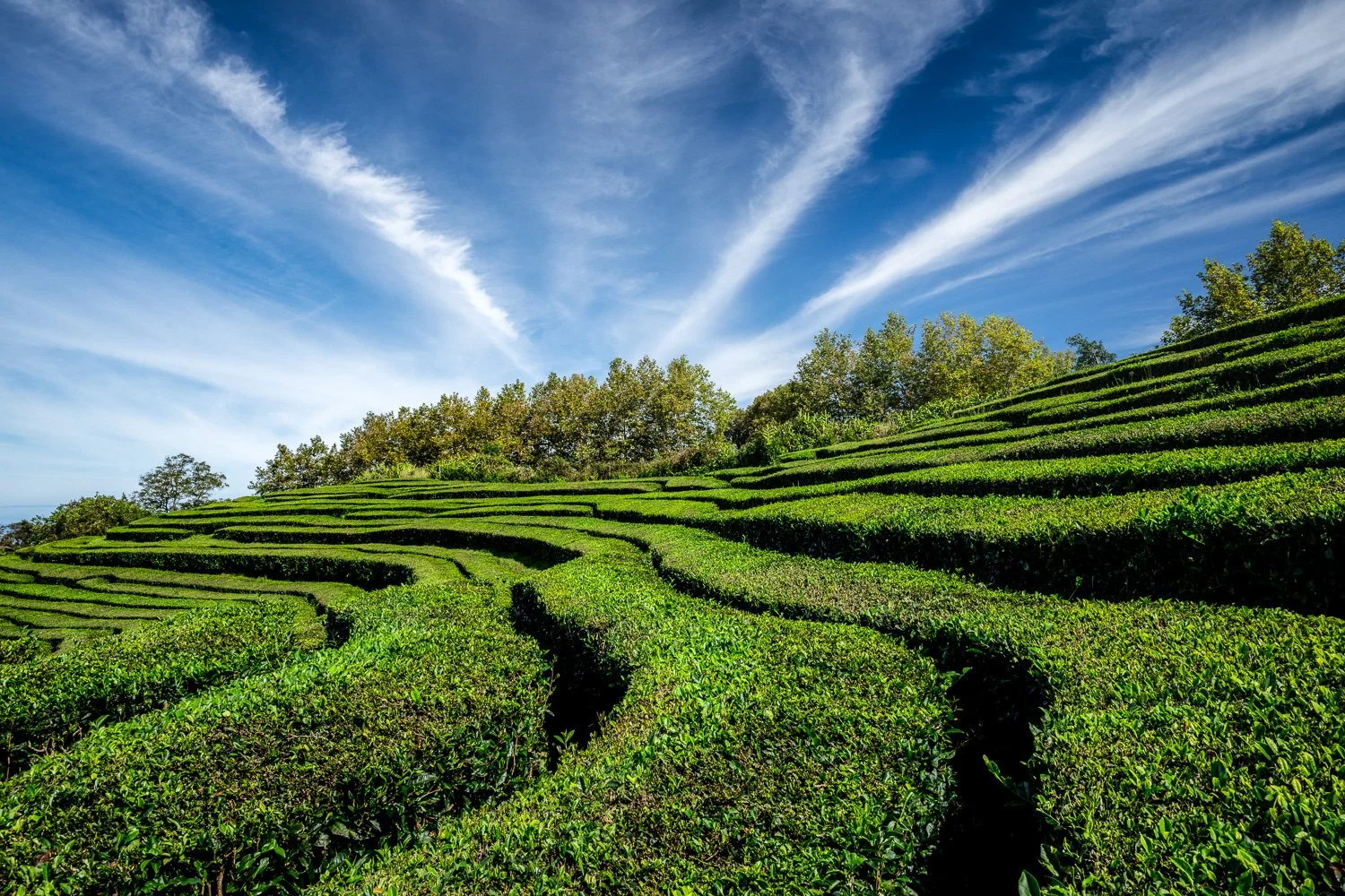 Azores Ilha Terceira-25.jpg