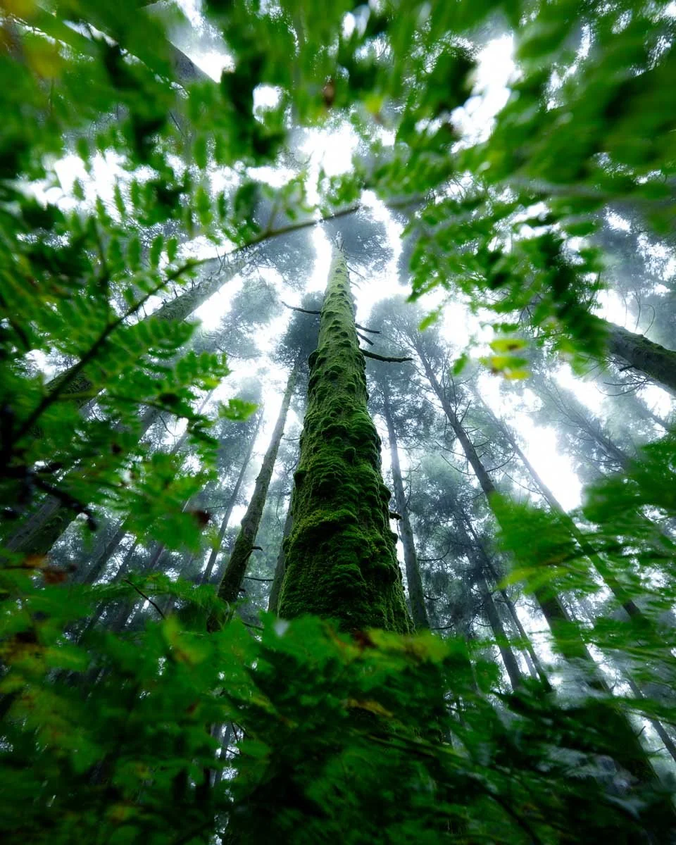 Looking up at tall, moss-covered trees in a foggy forest with lush green leaves in the foreground.