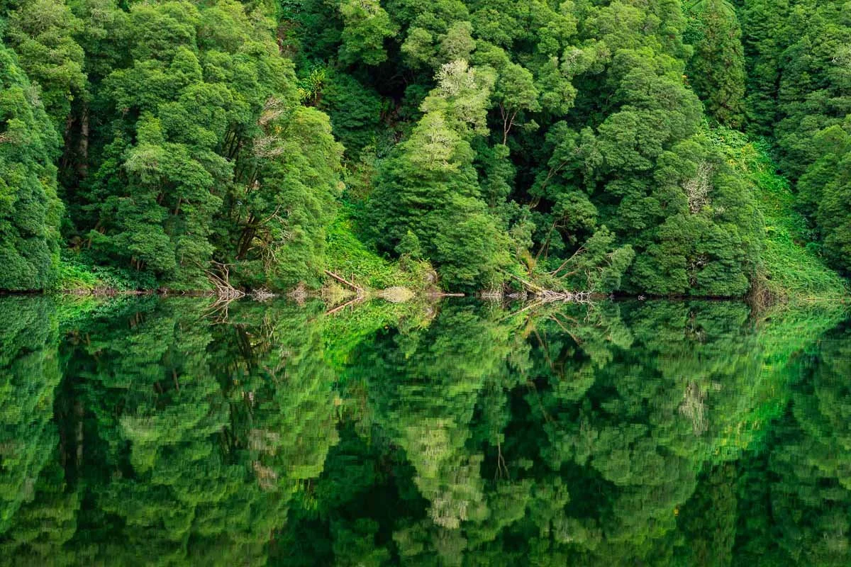 Lush green trees on a lakeshore with their reflection visible in the calm water.
