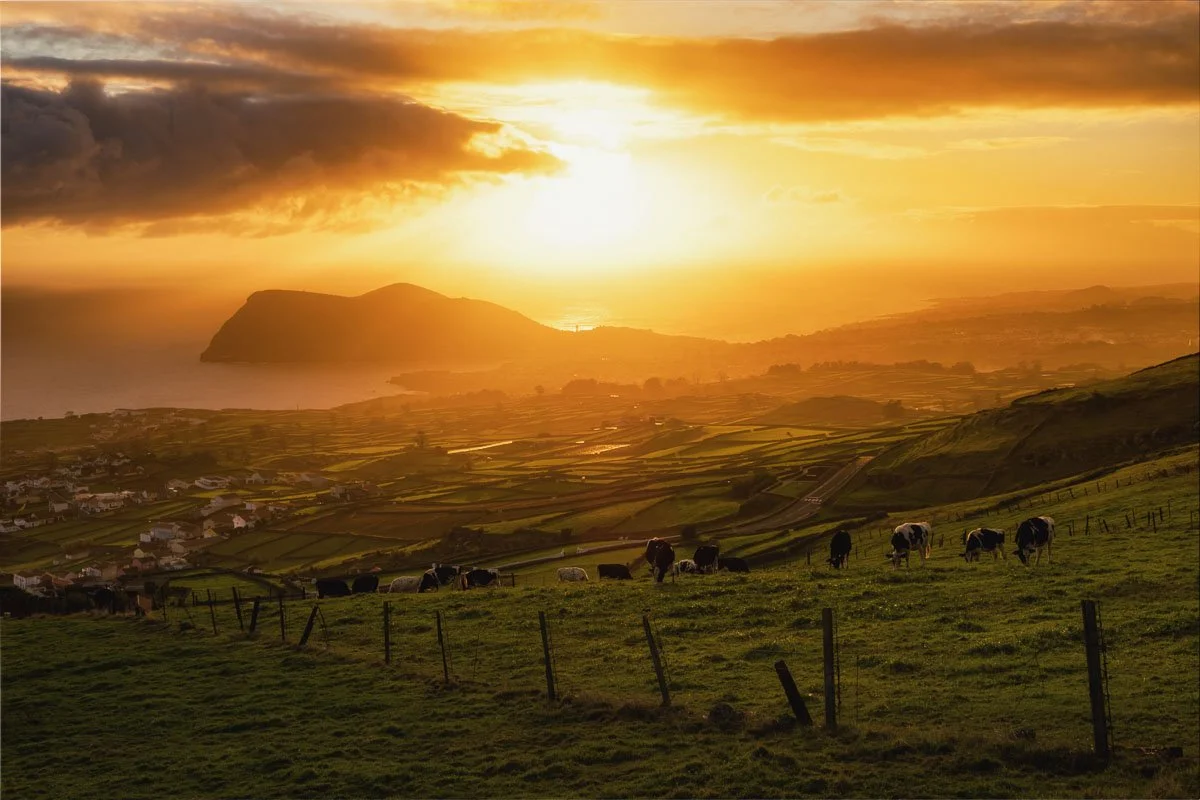 A rural landscape at sunset showing green pastures with grazing cows, rolling hills, scattered houses, and an island or large hill in the distance, with the sky filled with orange and yellow clouds.