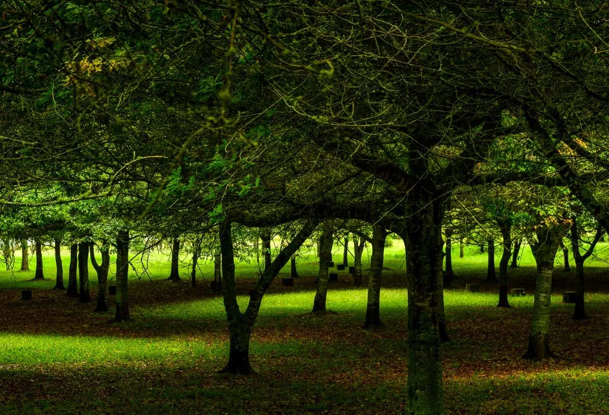 A lush green park with numerous trees and a grassy clearing, shaded by dense tree canopy.