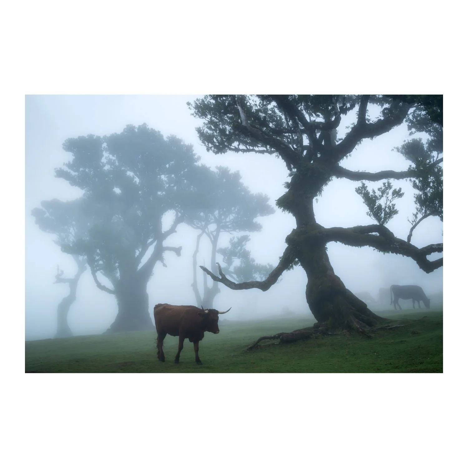 Product_0010_Fanal Vacas.psd.jpg