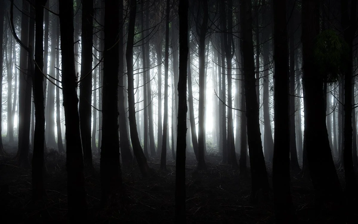 Dark, foggy forest with tall, slender trees and faint light in the background.