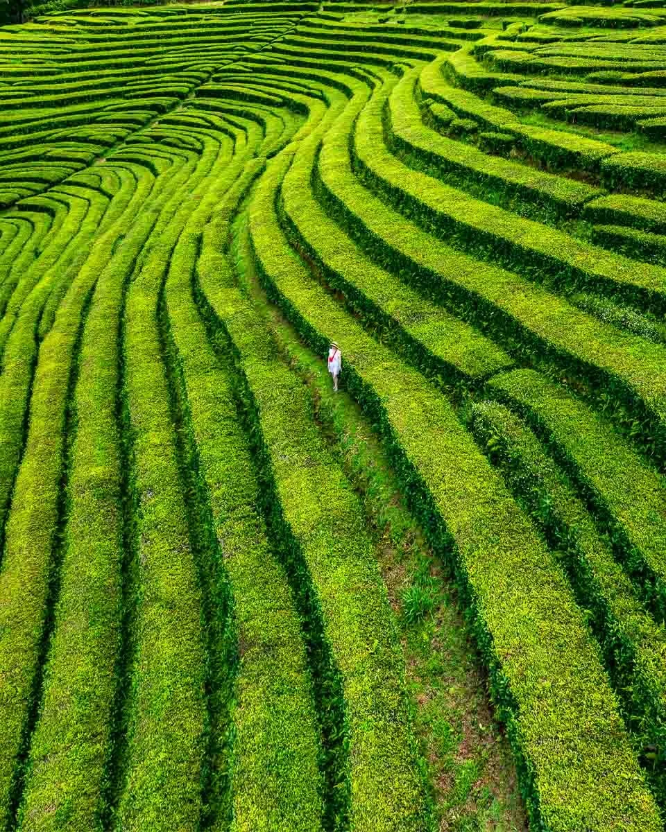 A lush green terraced tea field with a single person walking along a narrow path.