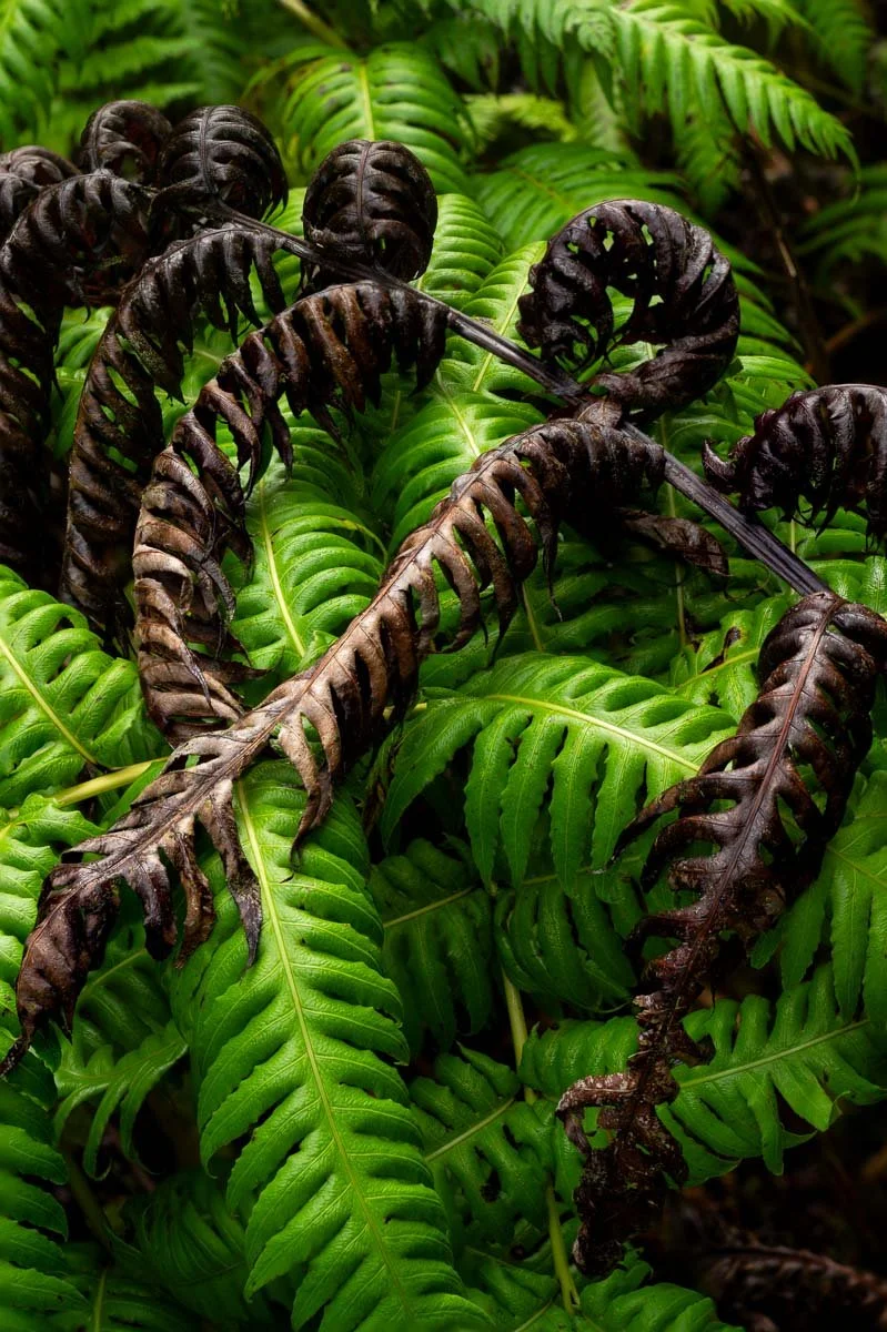 Green and brown fern leaves, with the brown ones appearing wilted or dead, among vibrant green fern leaves.