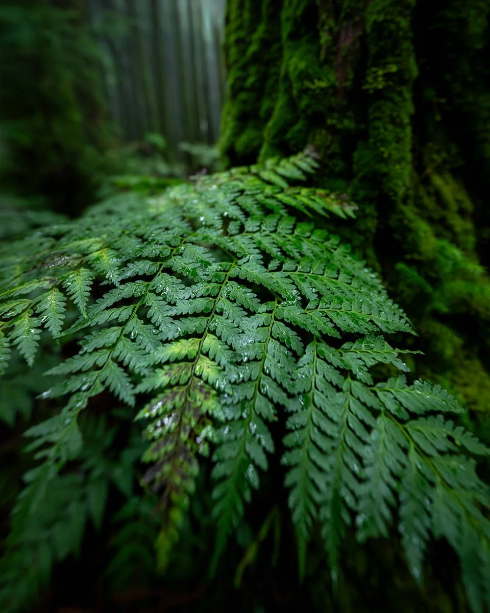 Close-up of green fern leaves covered in dew in a forest setting.