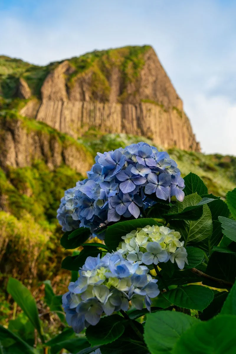 Blue and white hydrangea flowers with a rocky hillside and green foliage in the background.