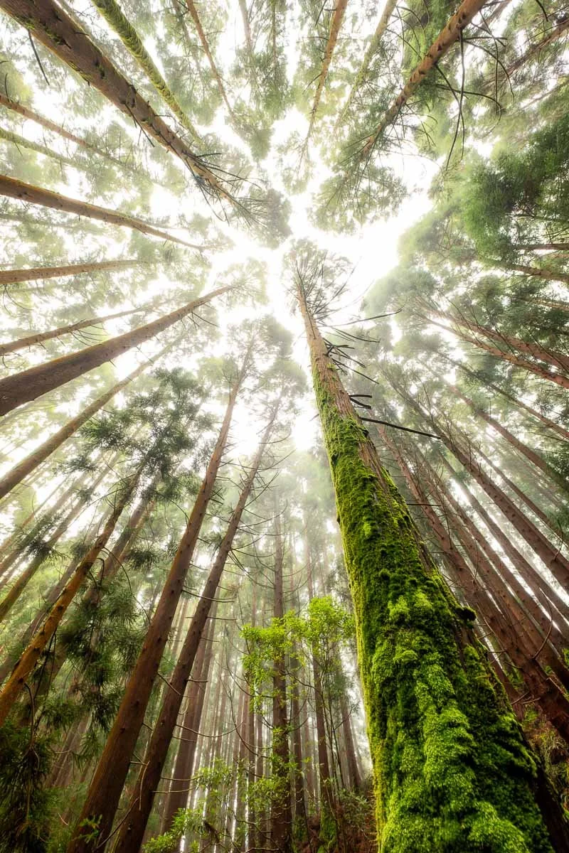 Looking up at tall, green moss-covered trees in a foggy forest.