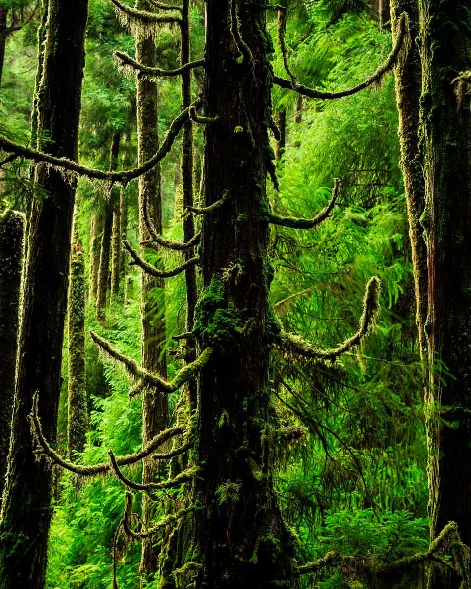 A dense, lush green forest with tall trees covered in moss and ferns.