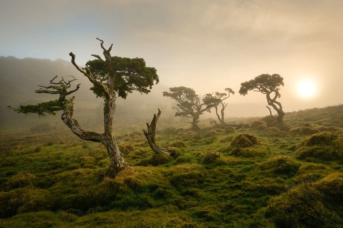 A foggy landscape with sparse, twisted trees and green moss-covered ground, during sunrise or sunset.