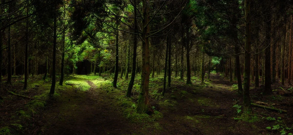 A dense forest with lush green moss covering the ground and tall trees creating a canopy overhead. There are two dirt paths diverging, one to the left and one to the right.