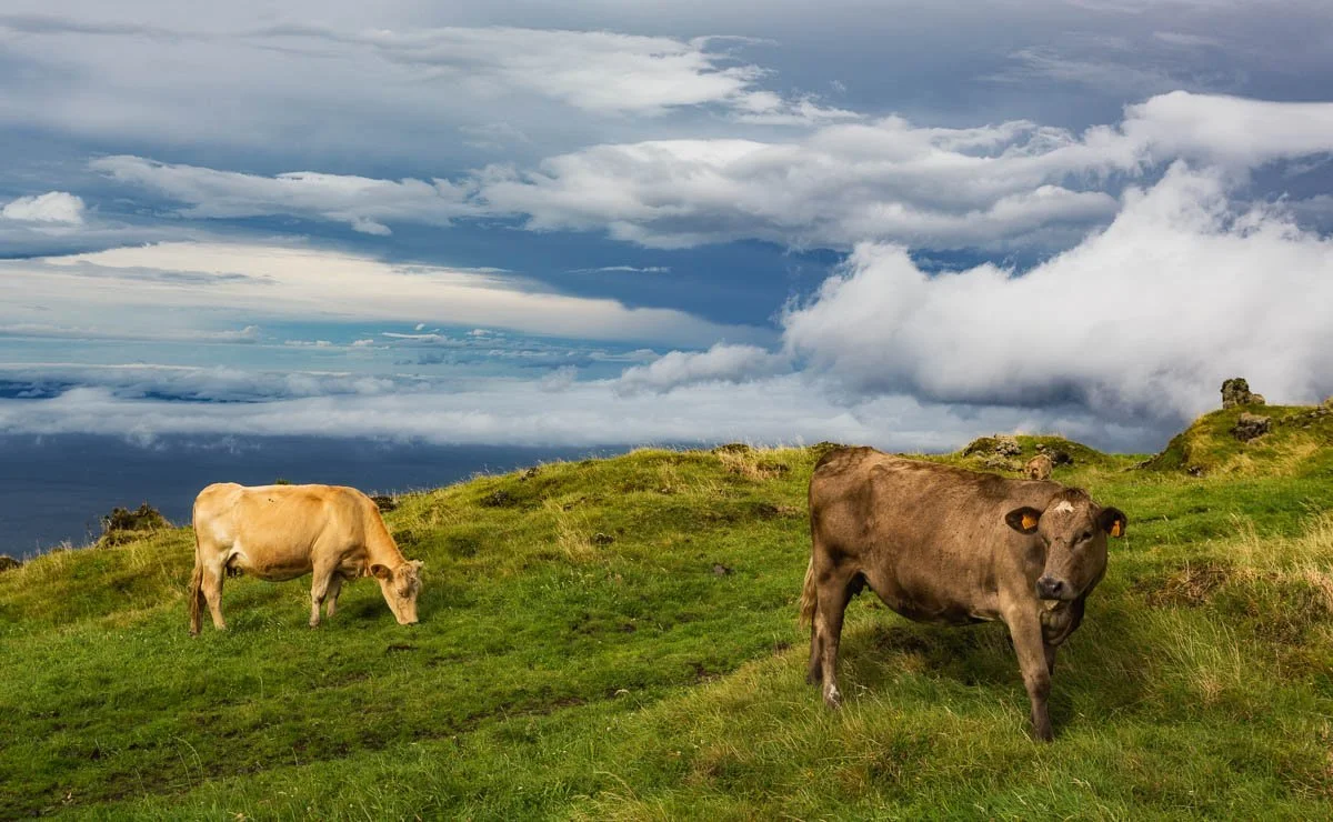Two cows grazing on a grassy hillside under a cloudy sky.