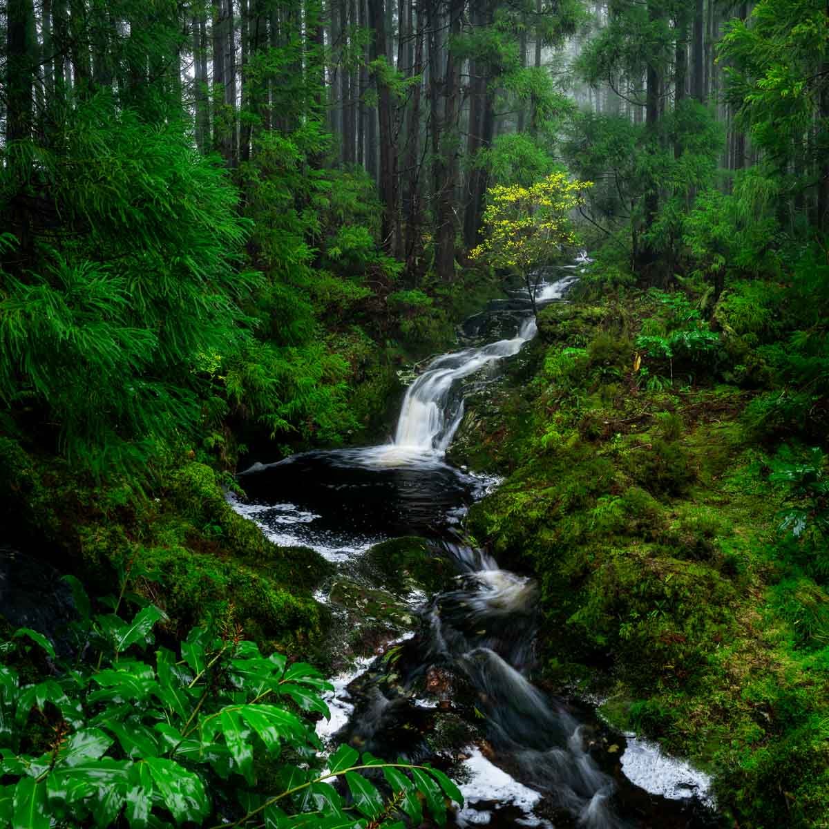 A lush green forest with tall trees and various plants surrounding a flowing stream with small waterfalls.