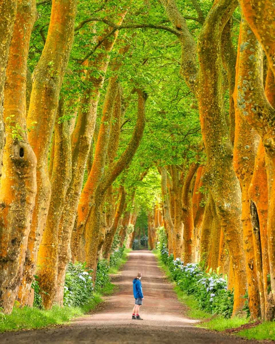 A young boy standing on a dirt path in a forest surrounded by tall trees with green leaves and orange patches on their bark.