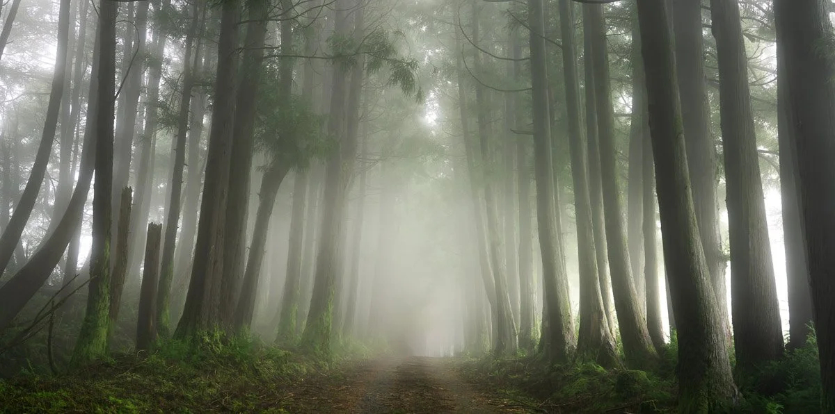 A foggy forest path lined with tall trees covered in moss.