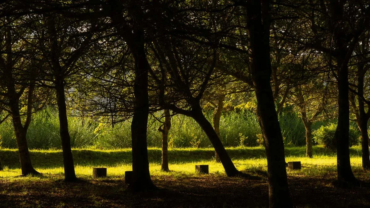 Sunlight filtering through trees in a forest with green grass and small wooden stumps.