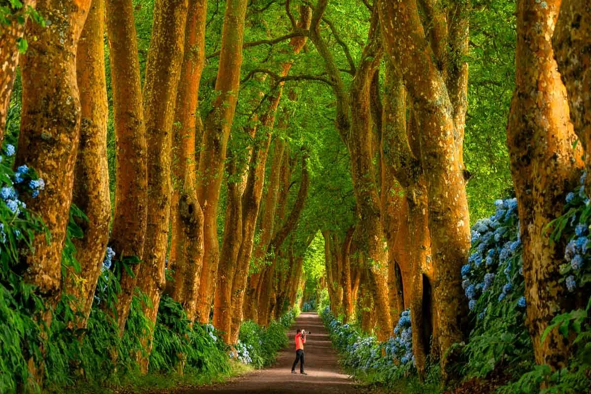 A person stands on a tree-lined path surrounded by tall, moss-covered trees and blue flowering bushes.