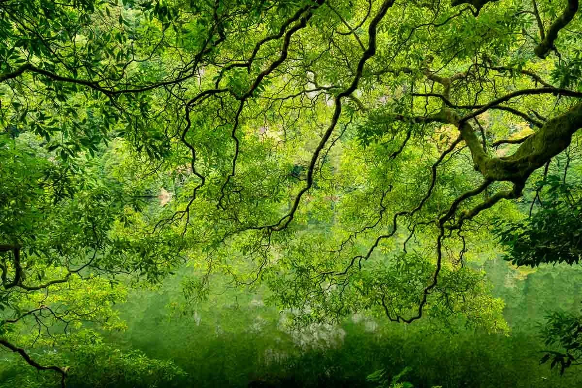 Green tree branches hanging over a misty green forest scene.