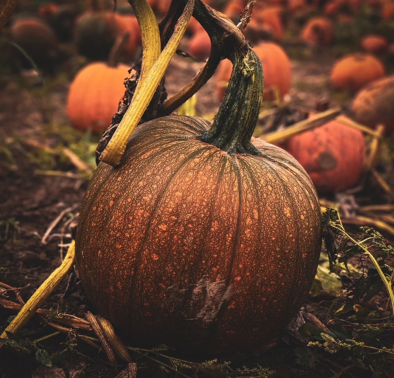 image00004 Large.jpeg