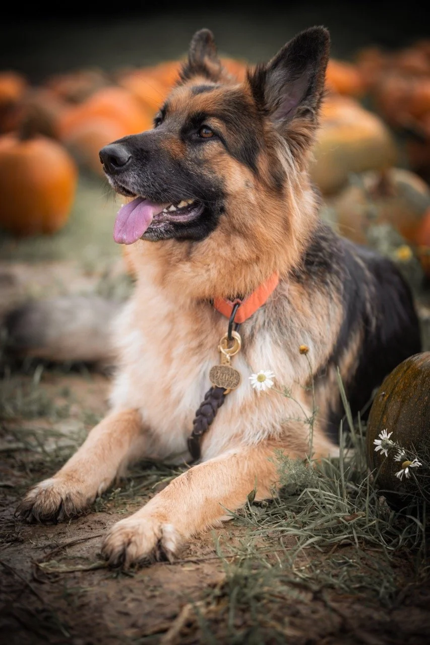 image00005 Large.jpeg