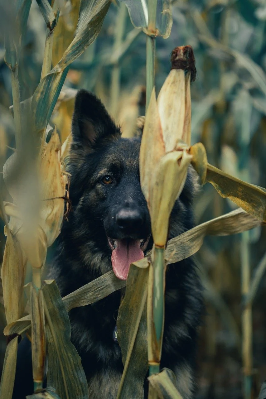 image00006 Large.jpeg