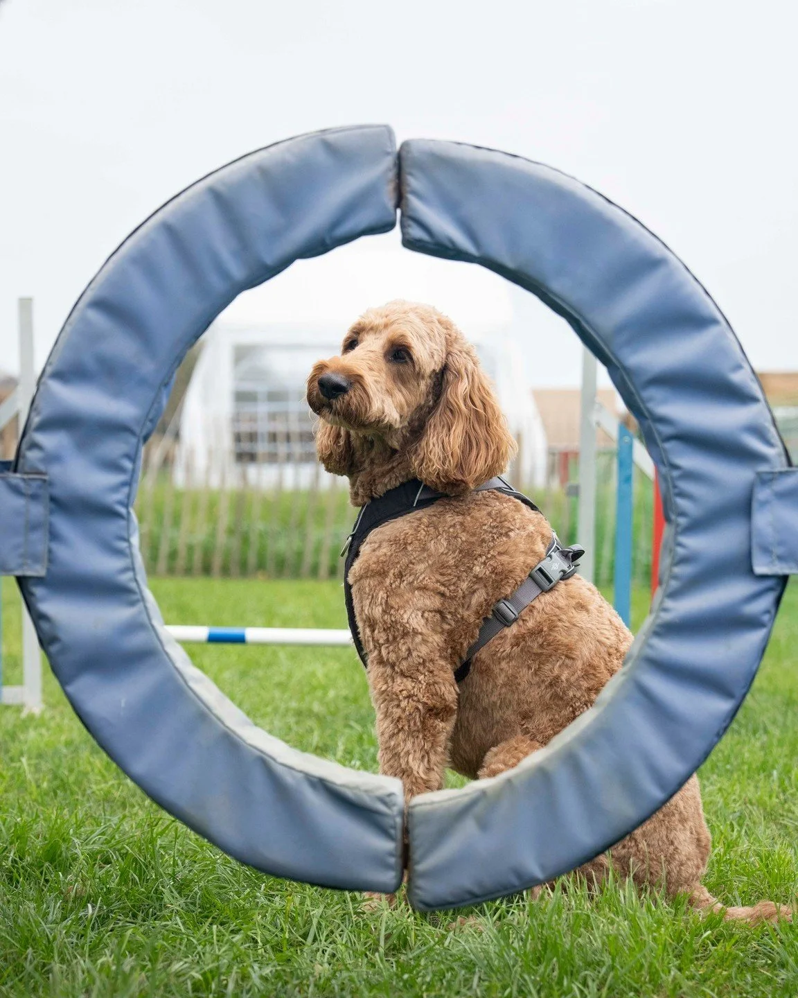 🐾 Howl-O-Ween is in full swing here at Somerley Fields!
Our four-legged visitors are loving the agility course with @waffyswagtails – racing through tunnels, hopping hurdles and showing off their best tricks. Our roaming photographer @jongold