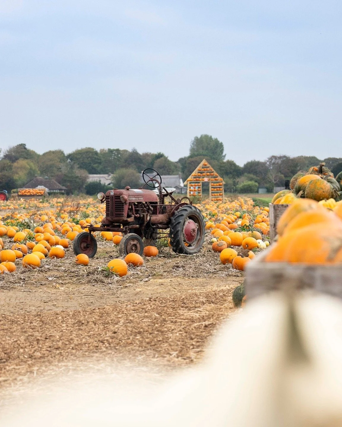 🎃 That’s a wrap on our opening weekend at Somerley Fields!
A huge thank you to everyone who joined us — from families exploring the maize maze and potion kitchen to those picking pumpkins, painting, playing, and enjoying all the autumn