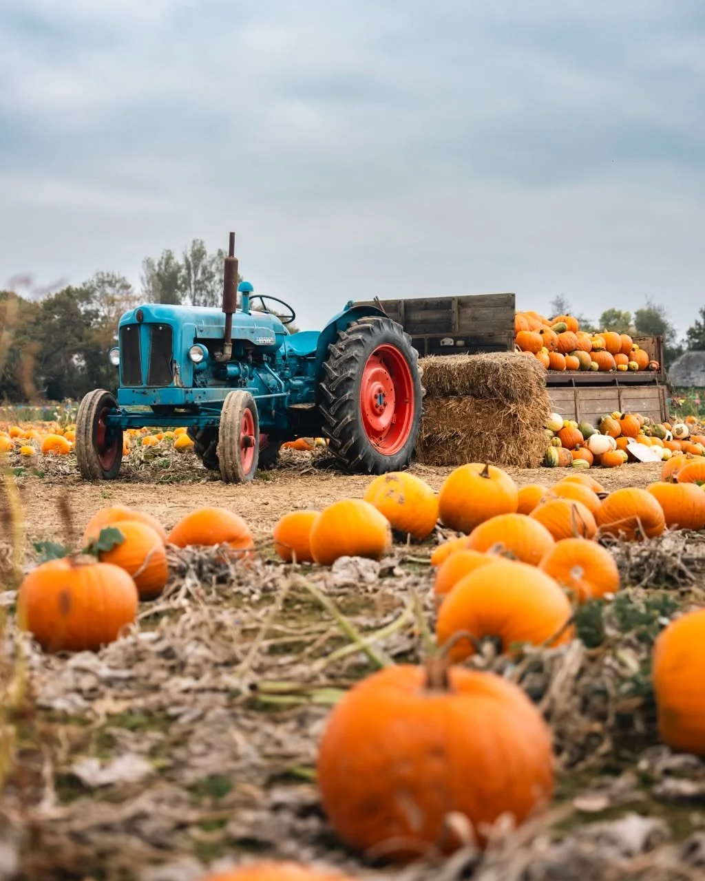🍂 We’re open again tomorrow, 10am–4pm!
The fields are muddy after this rain - so this is your friendly reminder to wear your wellies (there's something wonderfully British about a muddy pumpkin patch!)
The pumpkins are looking fantasti