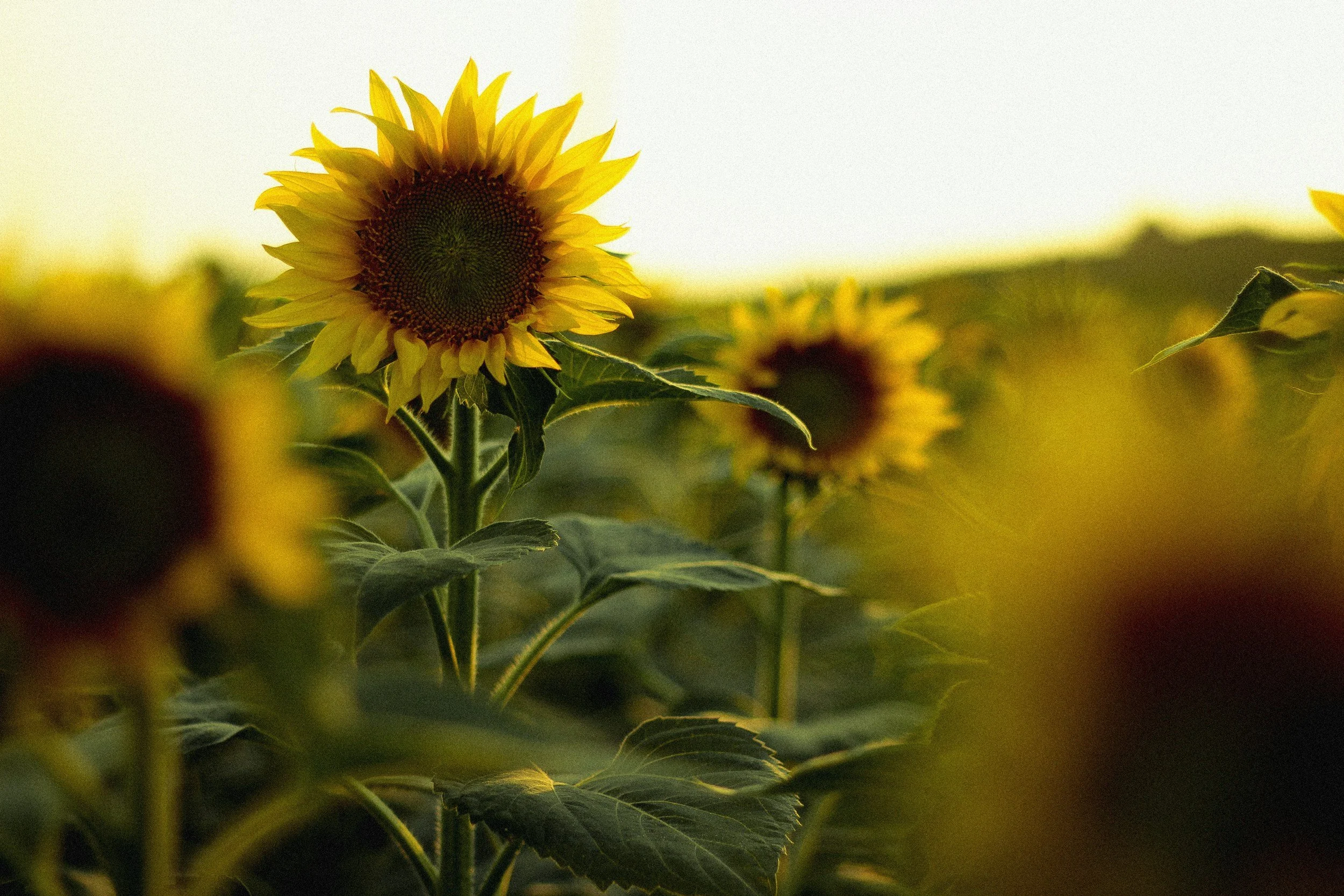 PYO Sunflowers - Daytime Session