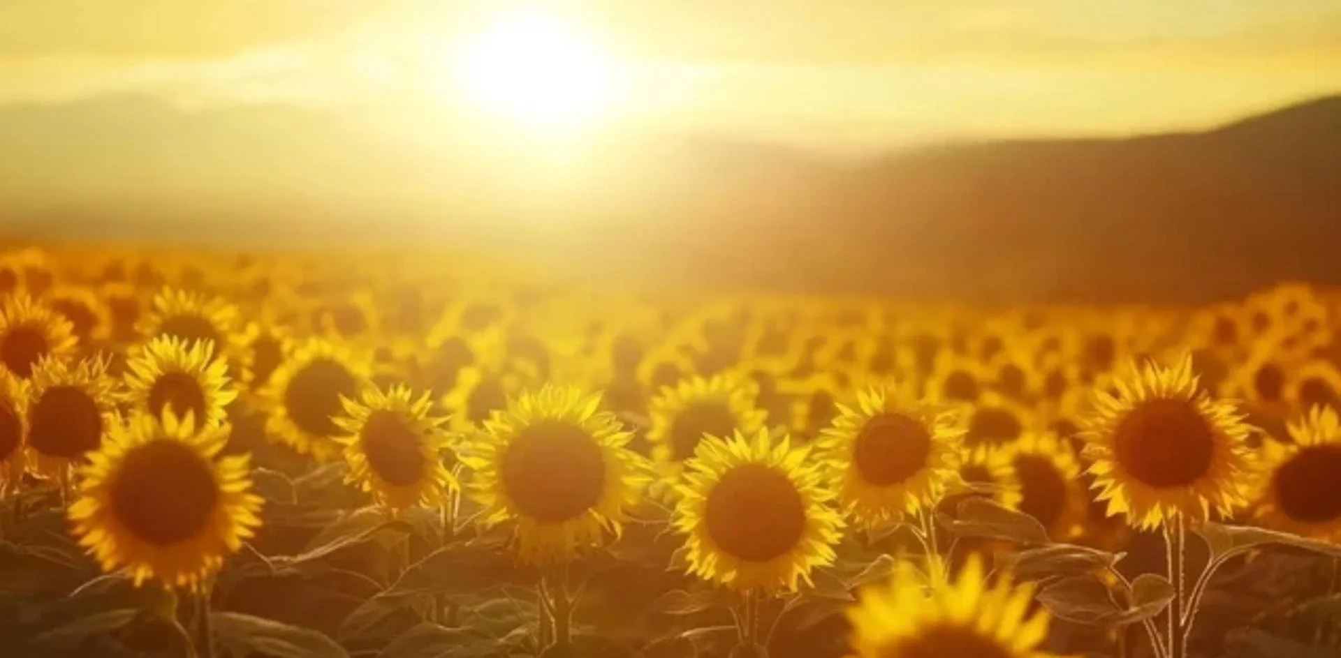 Flow &amp; Feast in the Sunflowers with Kate Elizabeth Yoga