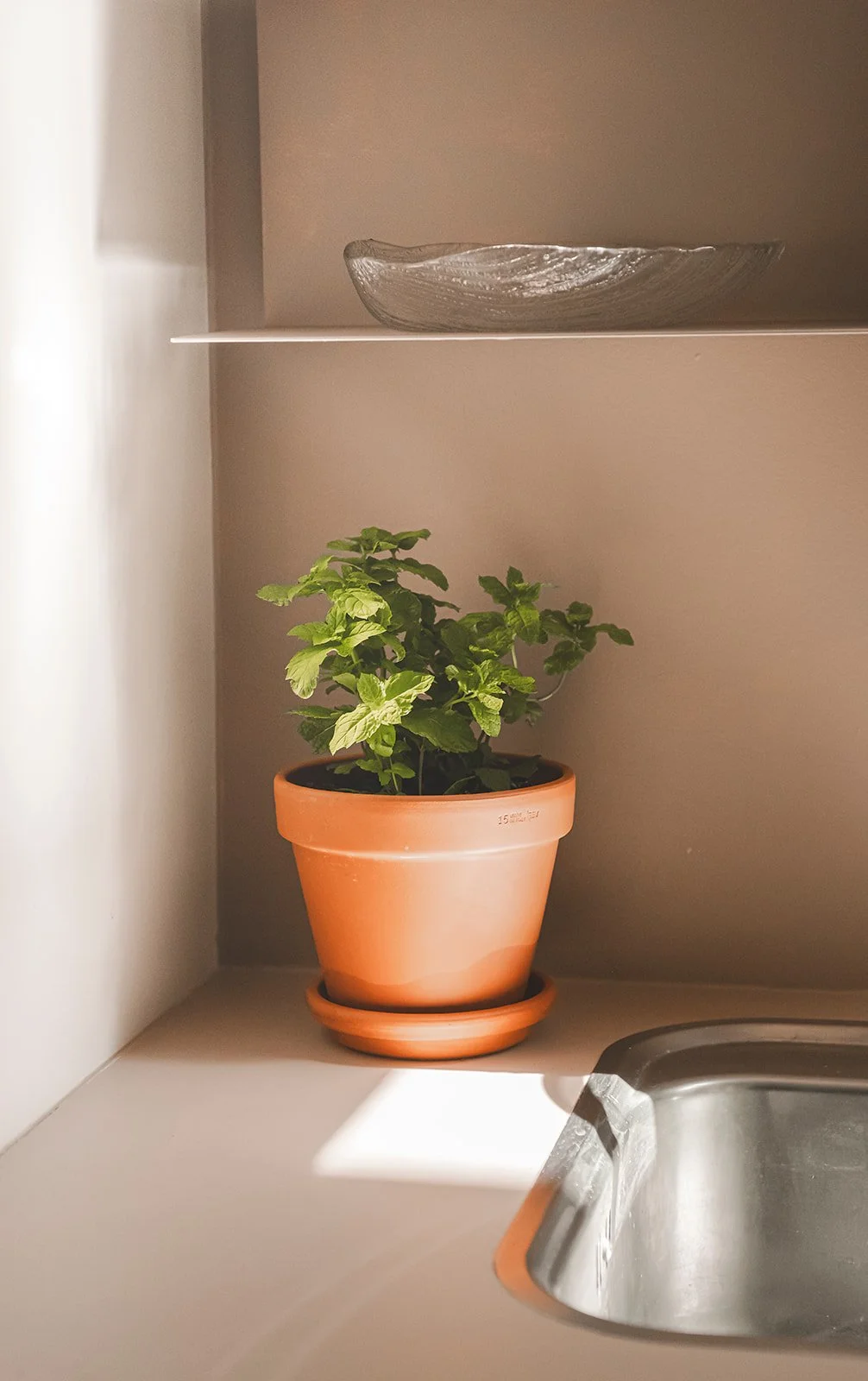 A potted green plant on a white countertop next to a stainless steel sink in a kitchen, with a glass decorative bowl on a shelf above.