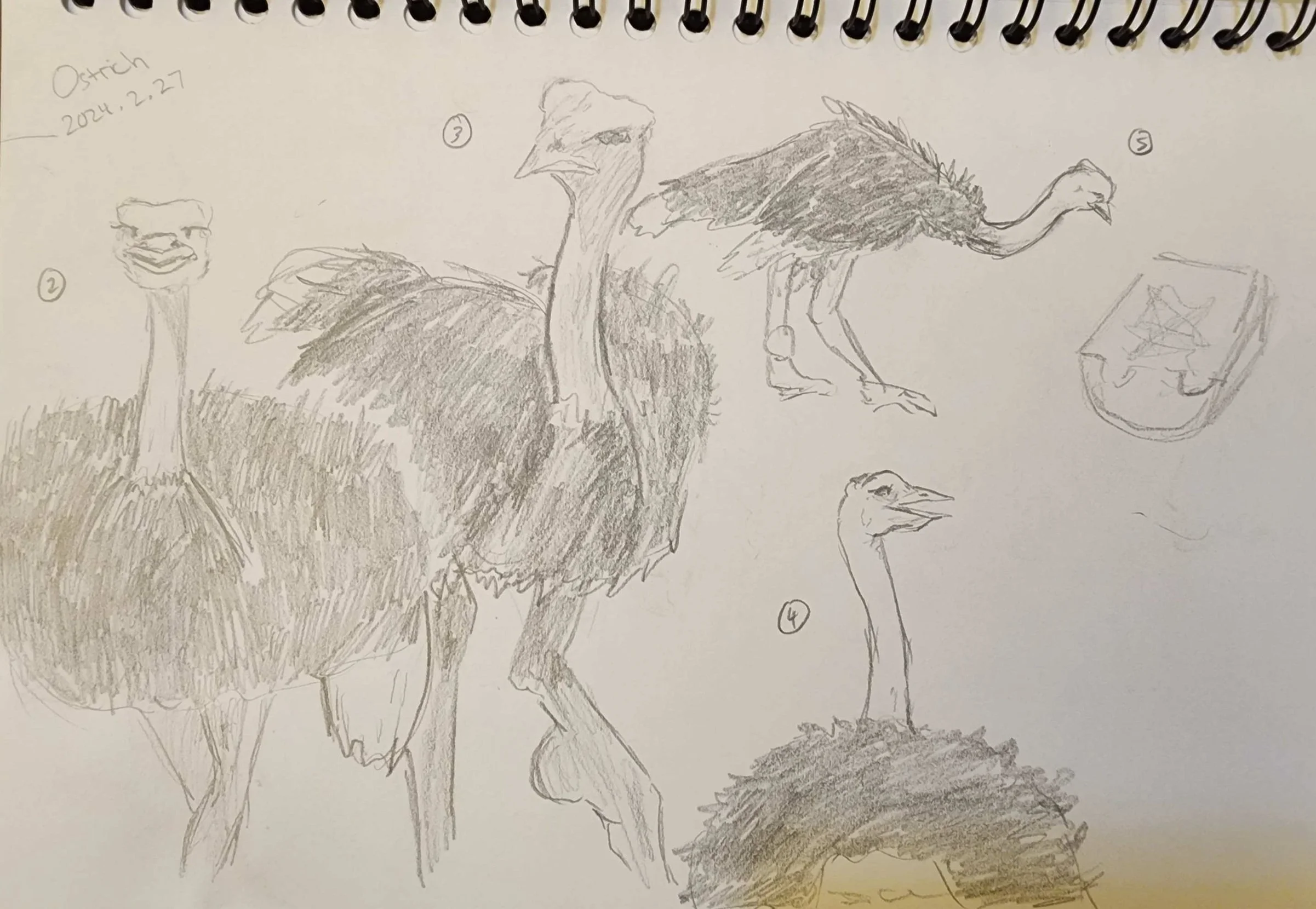 Ostrich.jpg