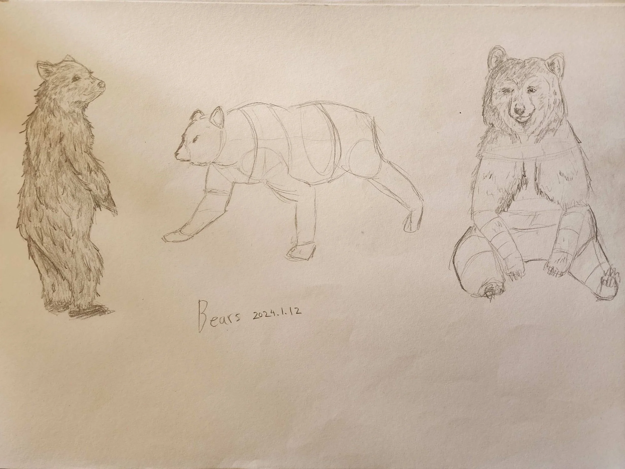 Bears.jpg