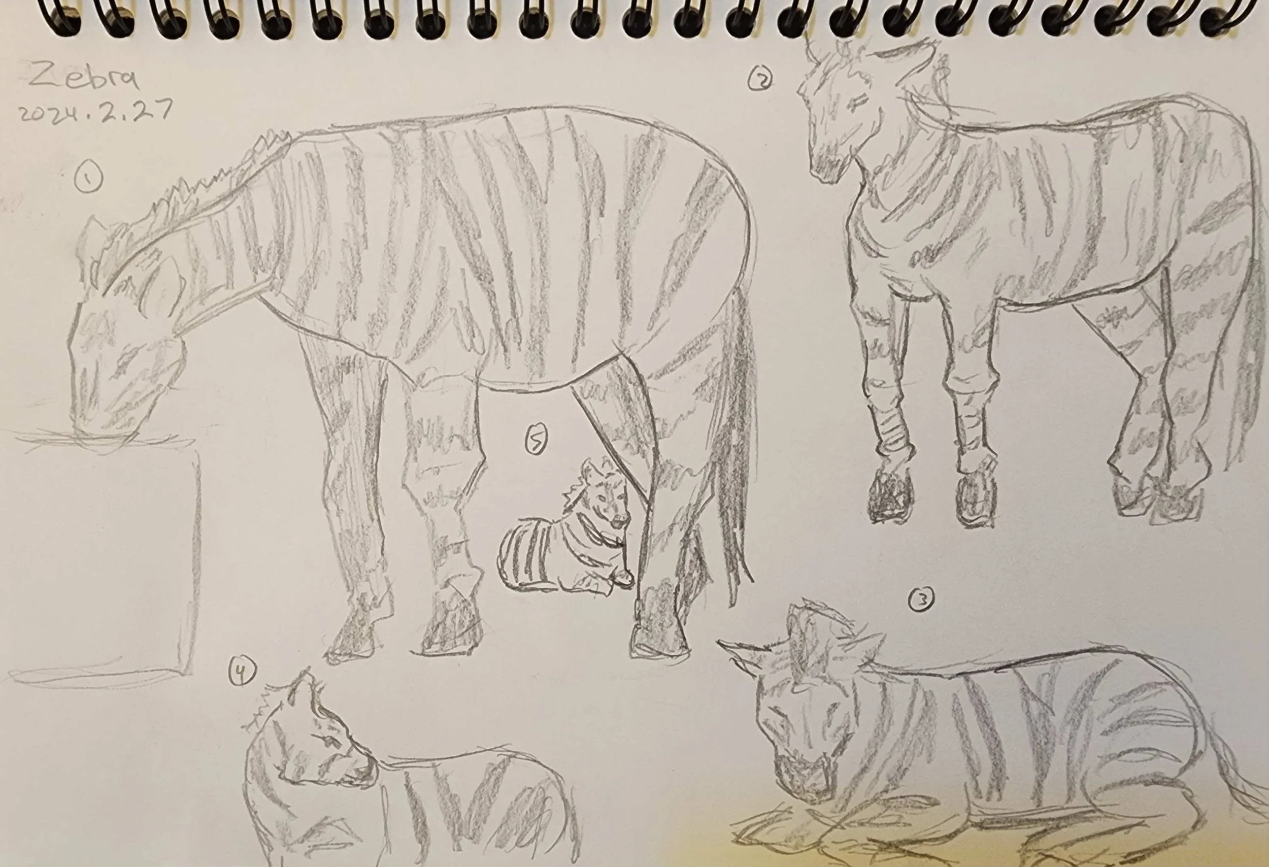 Zebra.jpg
