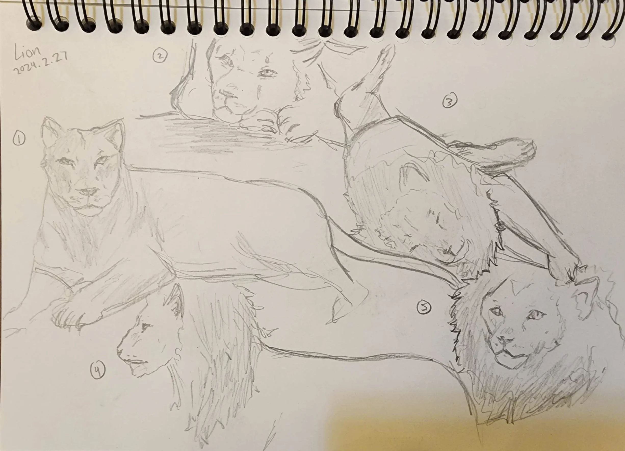 Lion.jpg