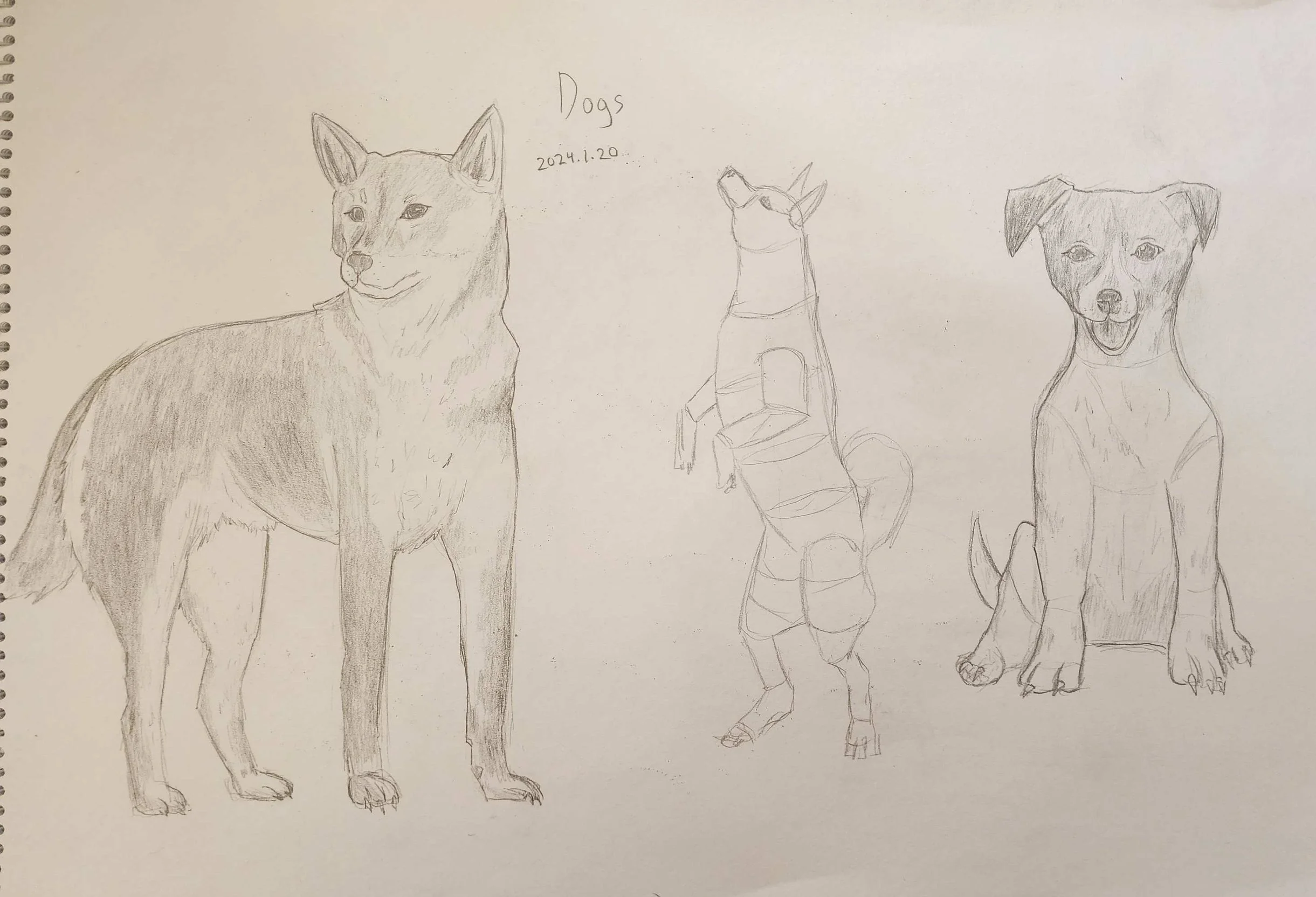 Dog.jpg