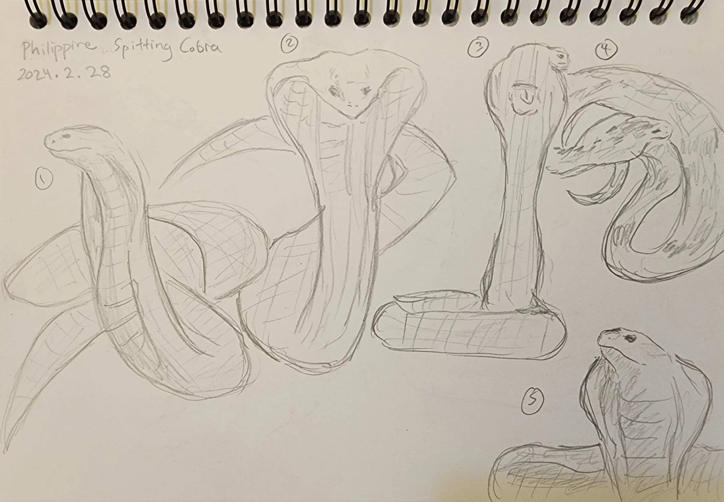 Spitting Cobra.jpg