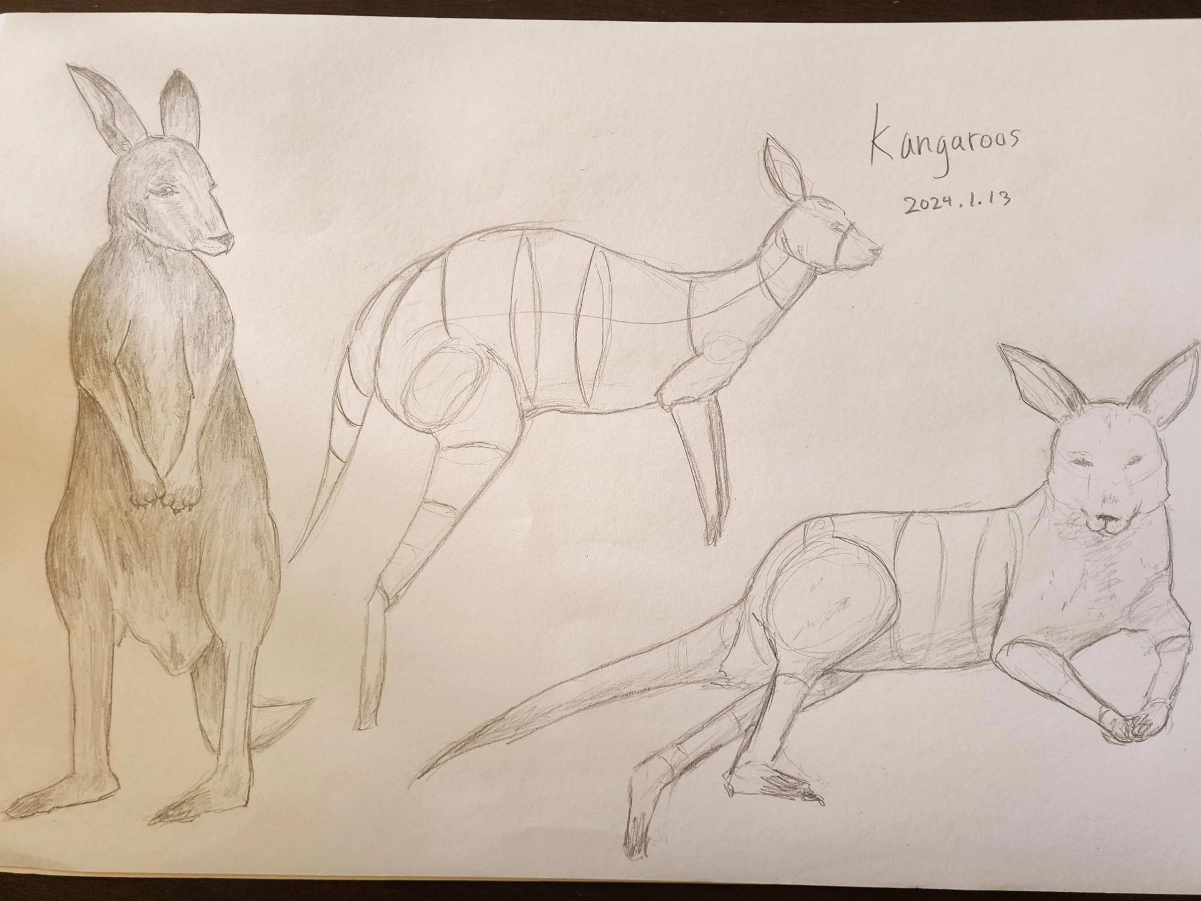 Kangaroo.jpg
