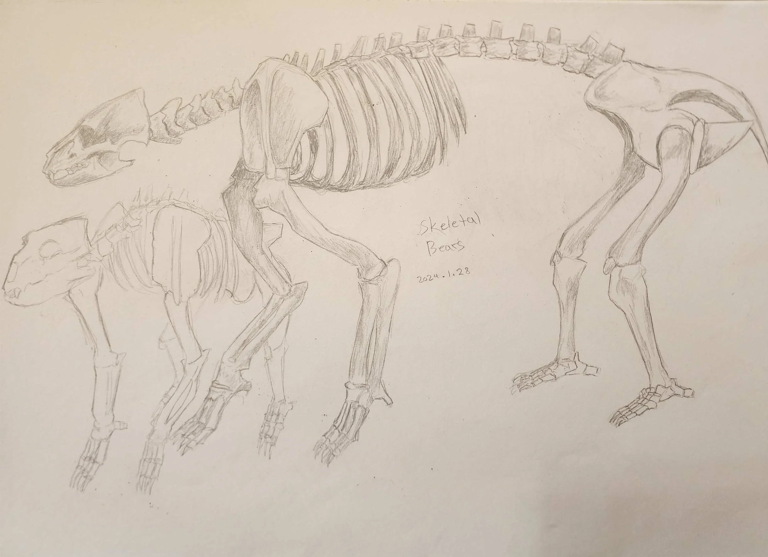 Skeletal Bear.jpg