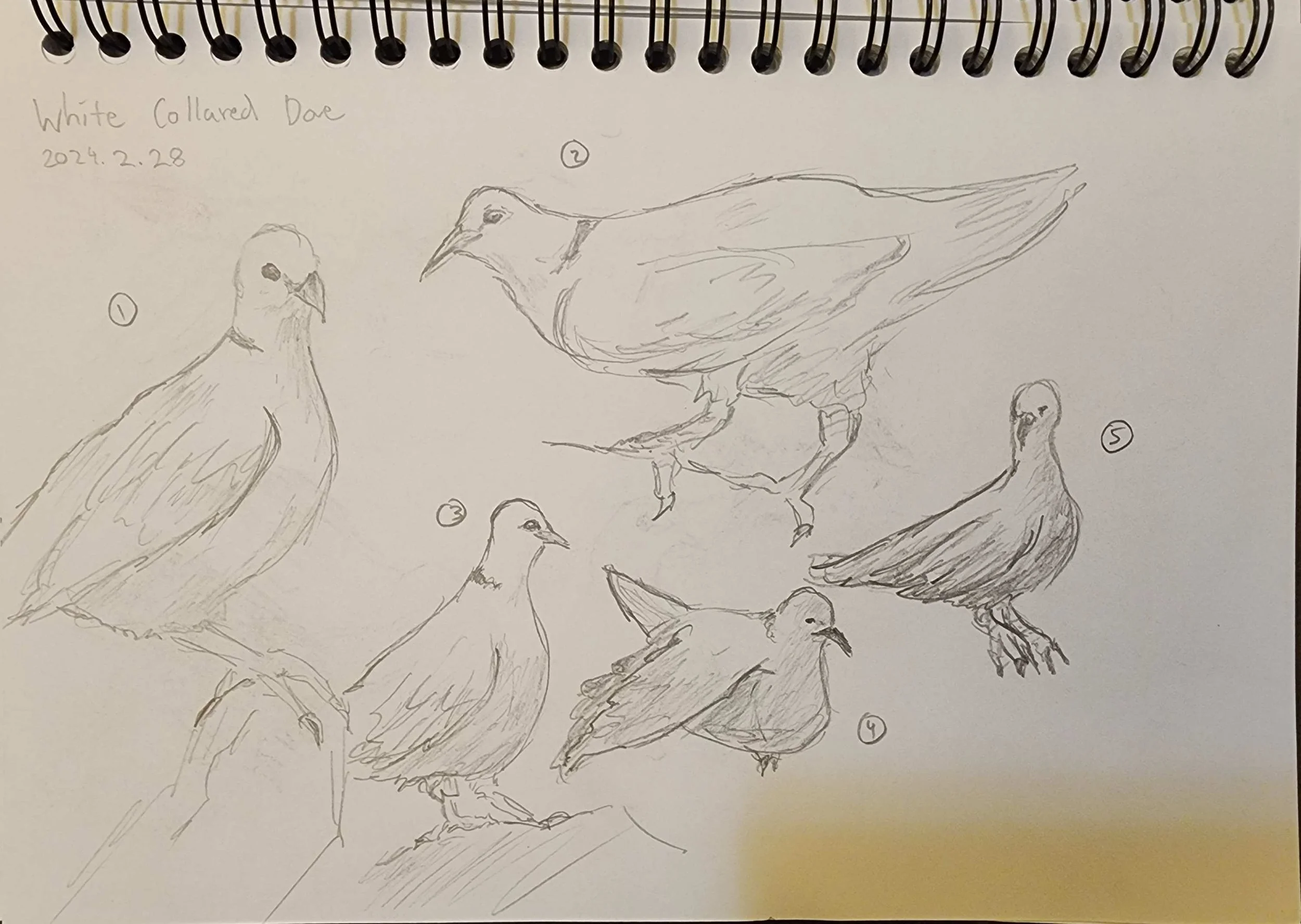 White Collared Dove.jpg