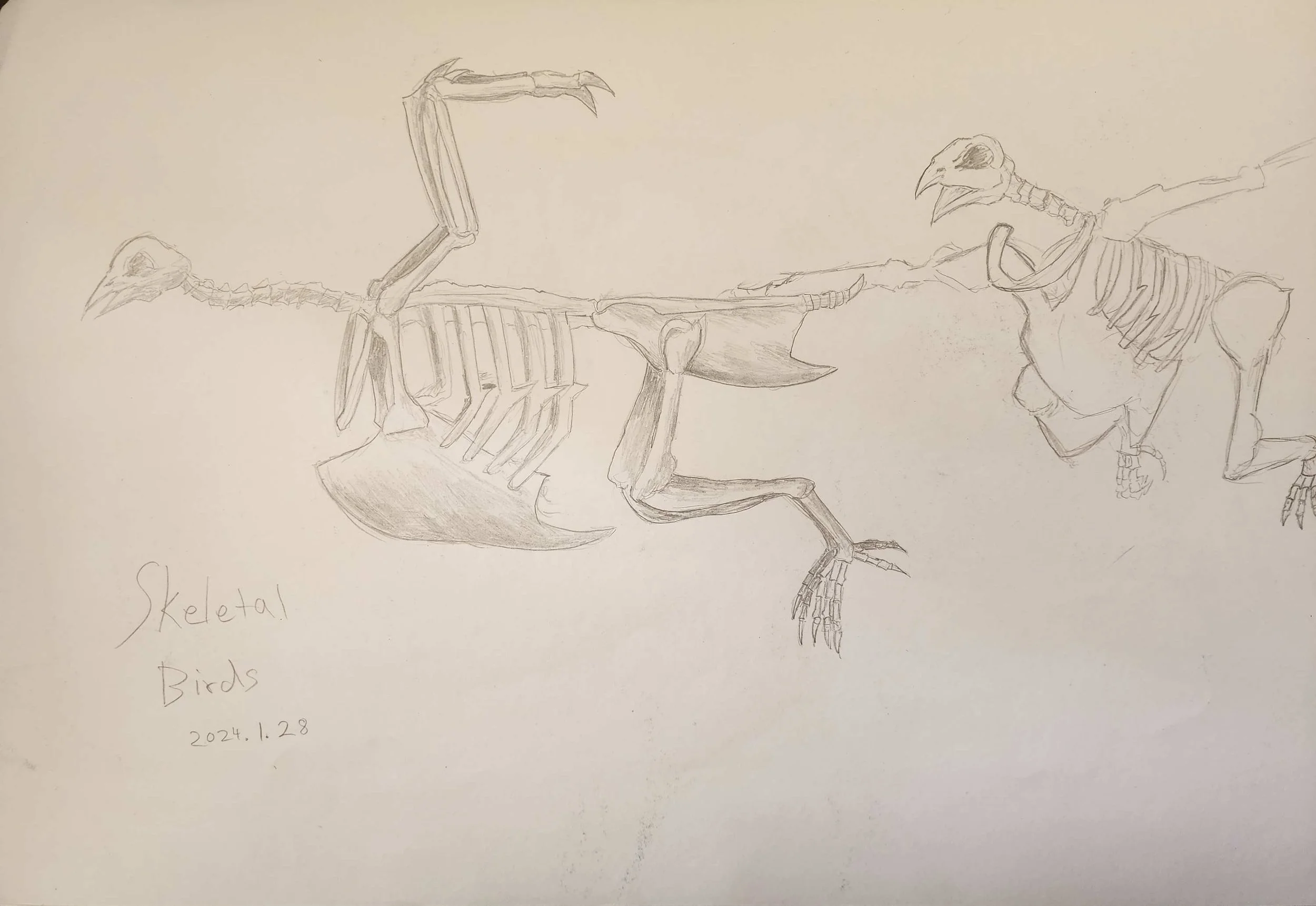 Skeletal Bird.jpg