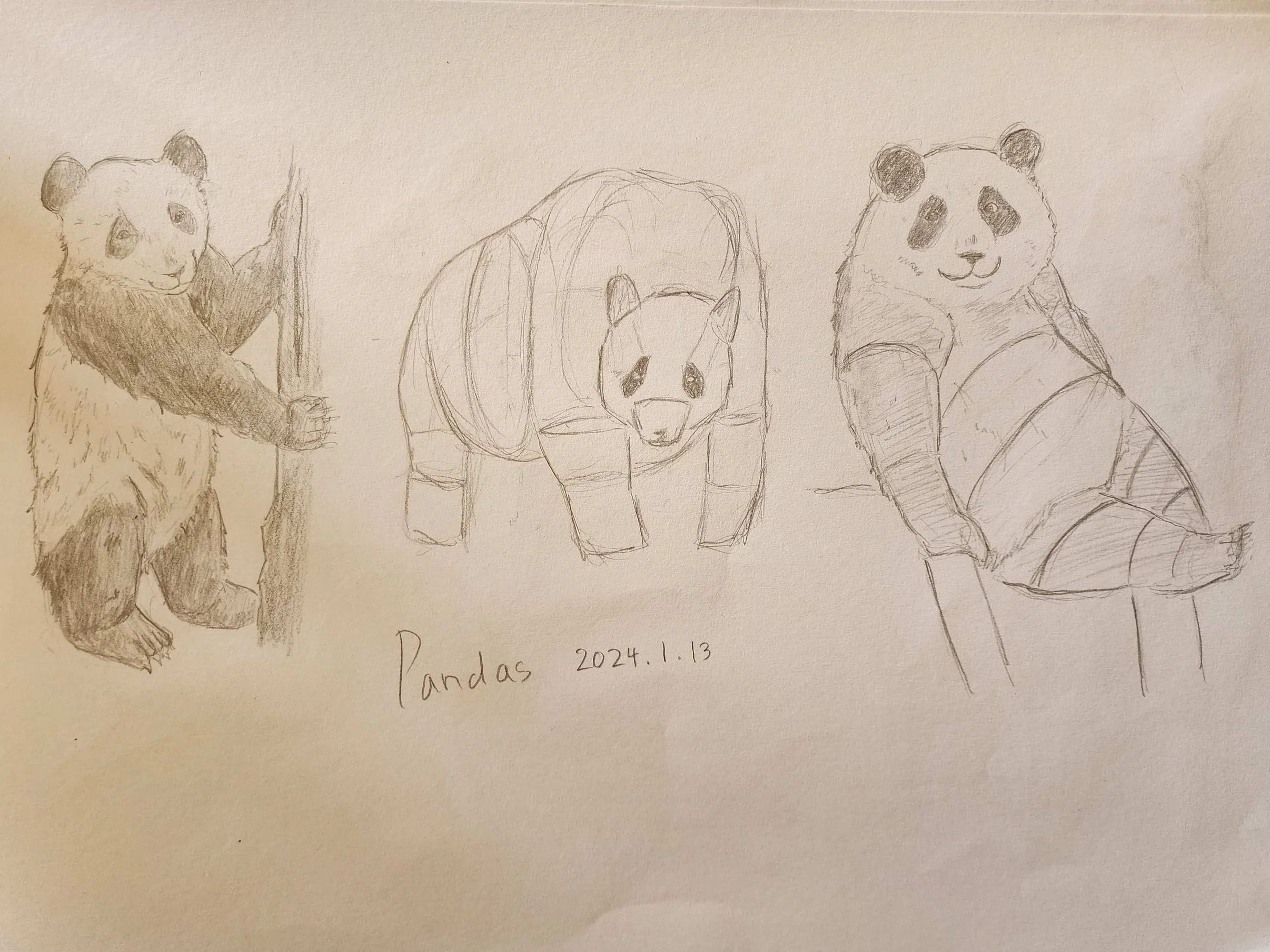 Panda.jpg