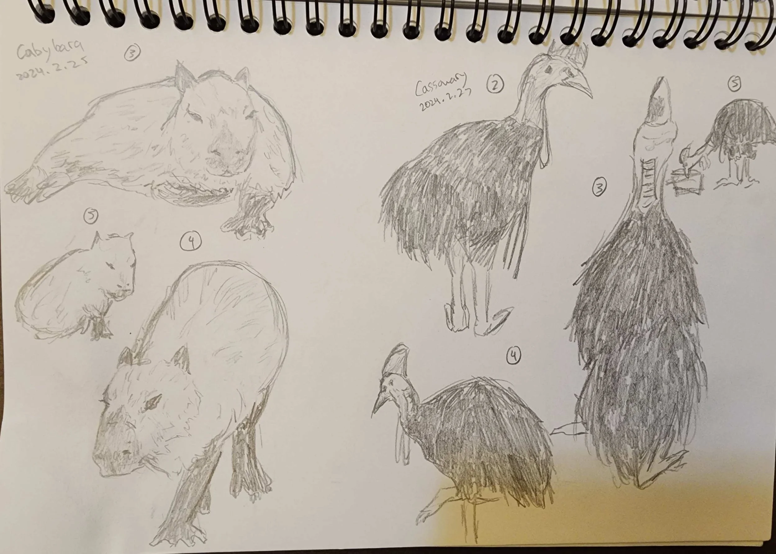 Cabybara Cassowary.jpg