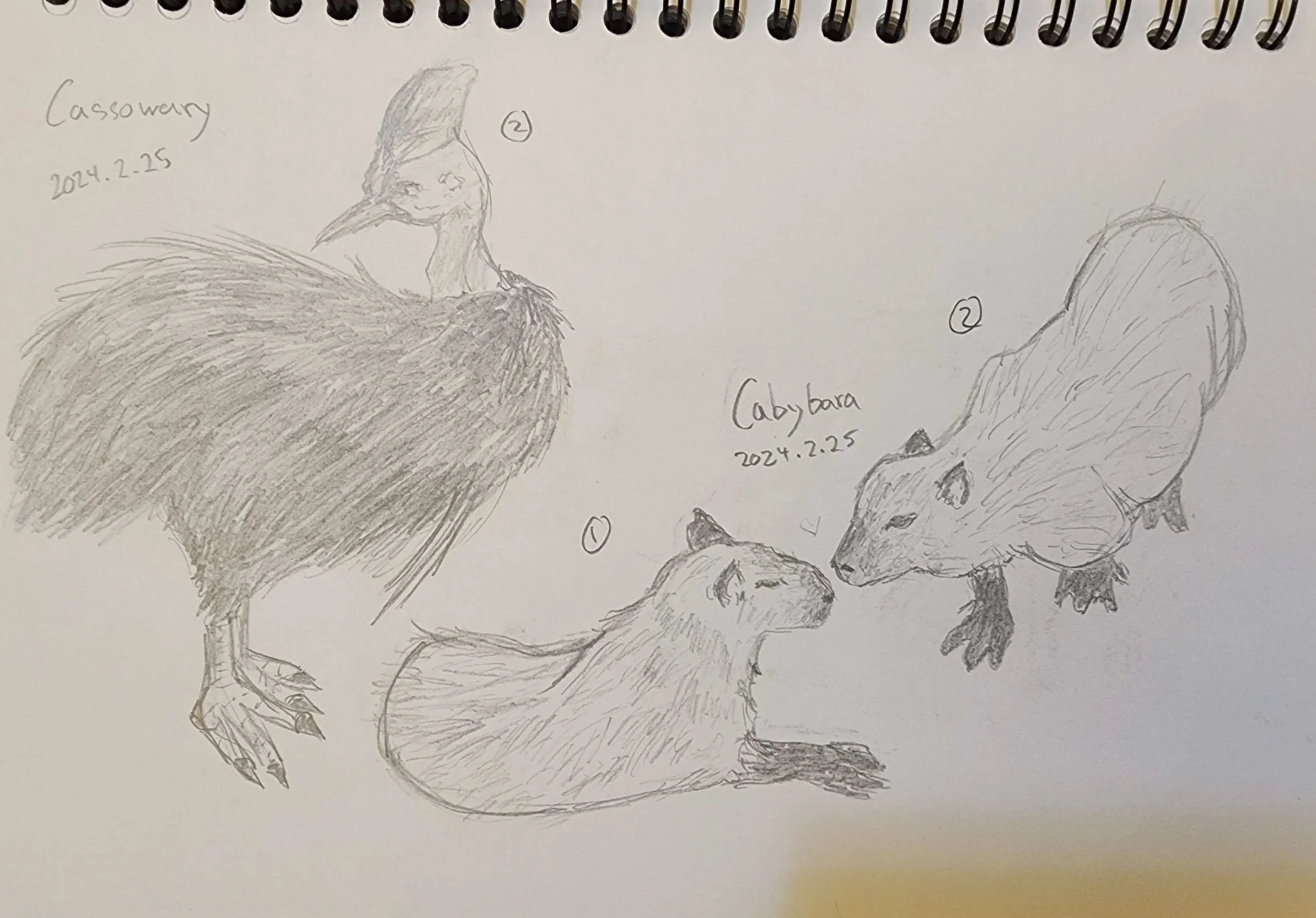 Cassowary Cabybara.jpg