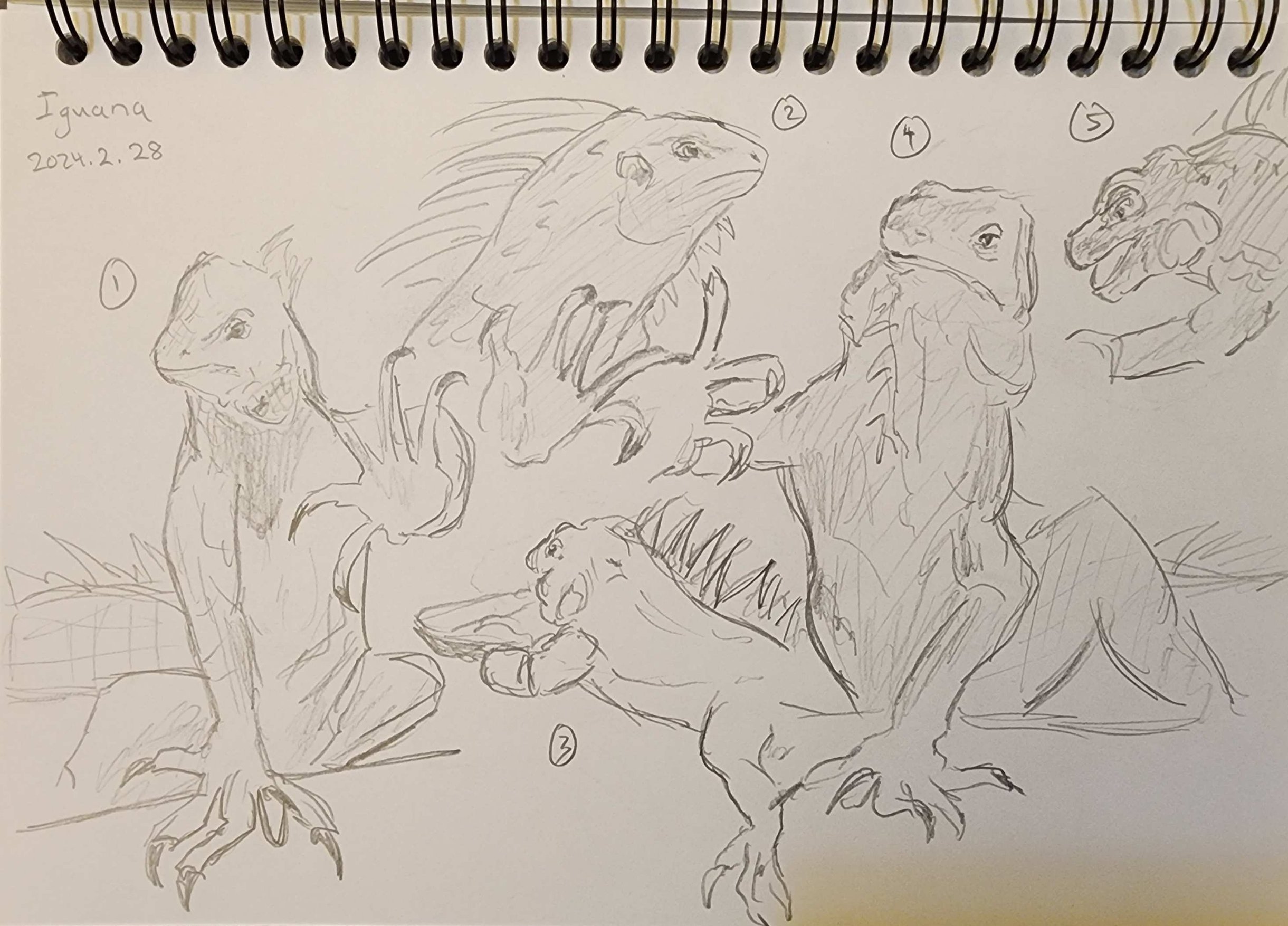 Iguana.jpg