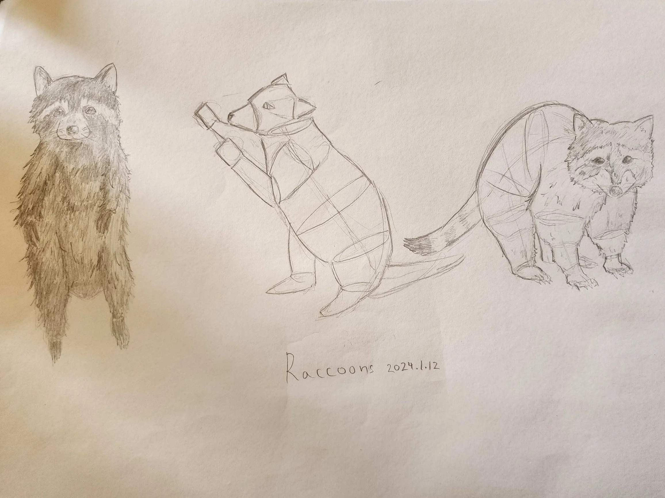 Racoon.jpg