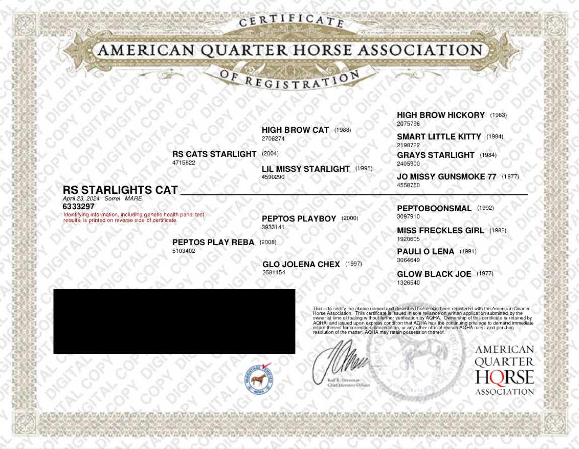 Image of an American Quarter Horse Association Certificate of Registration for a horse named RS Starlights Cat, including details on lineage and identification numbers.