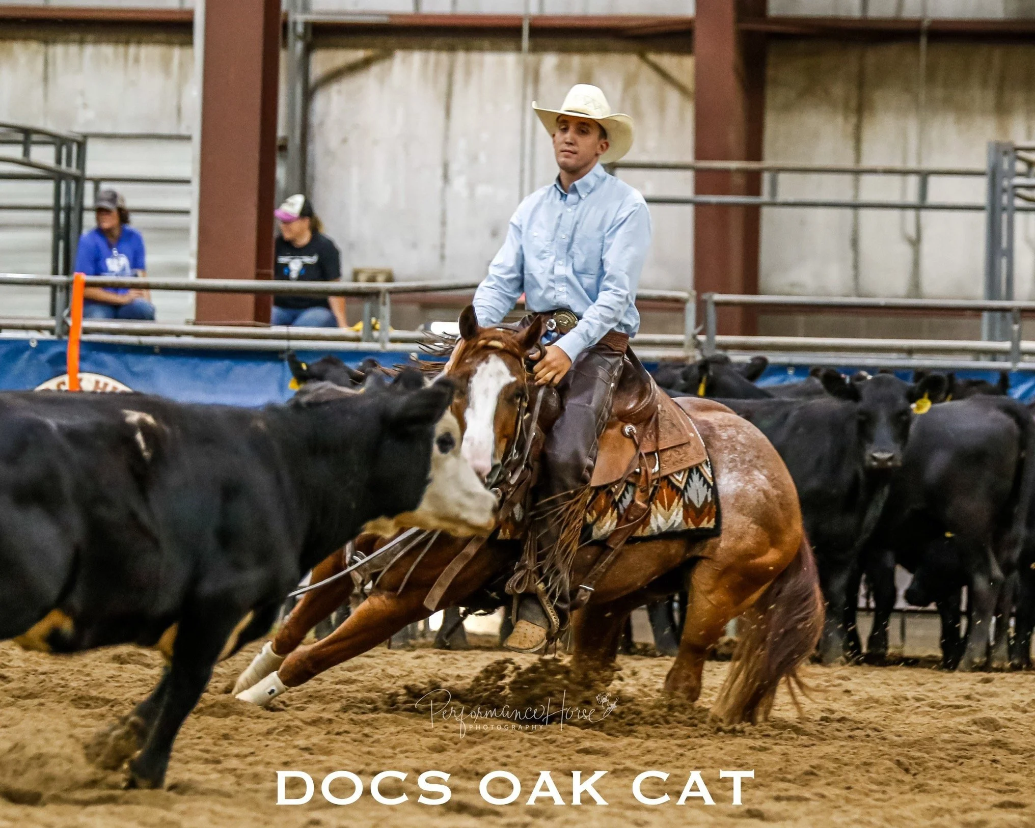 Docs Oak Cat